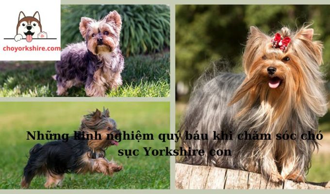 Những kinh nghiệm quý báu khi chăm sóc chó sục Yorkshire con