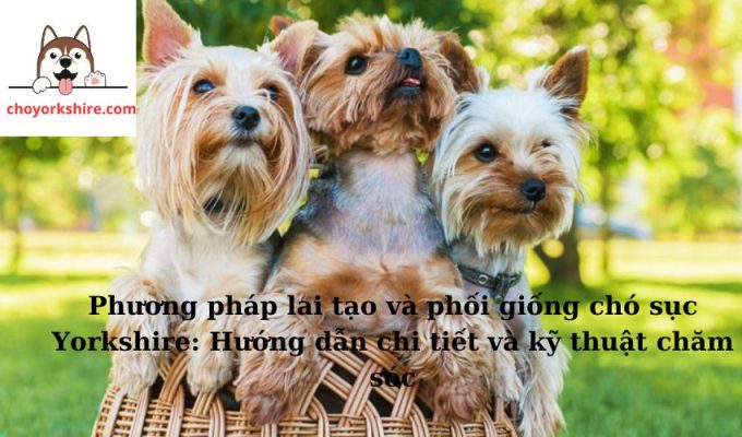 Phương pháp lai tạo và phối giống chó sục Yorkshire: Hướng dẫn chi tiết và kỹ thuật chăm sóc