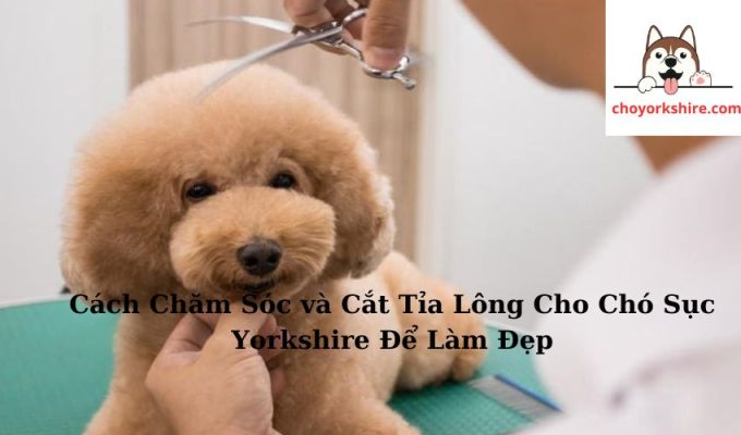 Cách Chăm Sóc và Cắt Tỉa Lông Cho Chó Sục Yorkshire Để Làm Đẹp