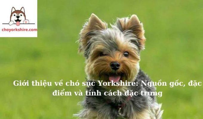 Giới thiệu về chó sục Yorkshire: Nguồn gốc, đặc điểm và tính cách đặc trưng