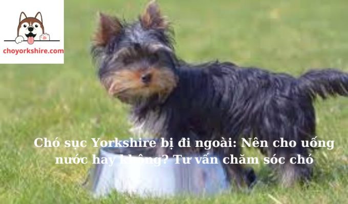 Chó sục Yorkshire bị đi ngoài: Nên cho uống nước hay không? Tư vấn chăm sóc chó