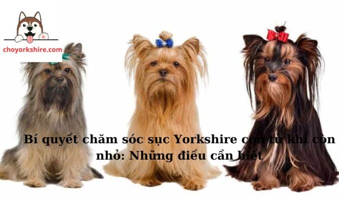 Bí quyết chăm sóc sục Yorkshire con từ khi còn nhỏ: Những điều cần biết