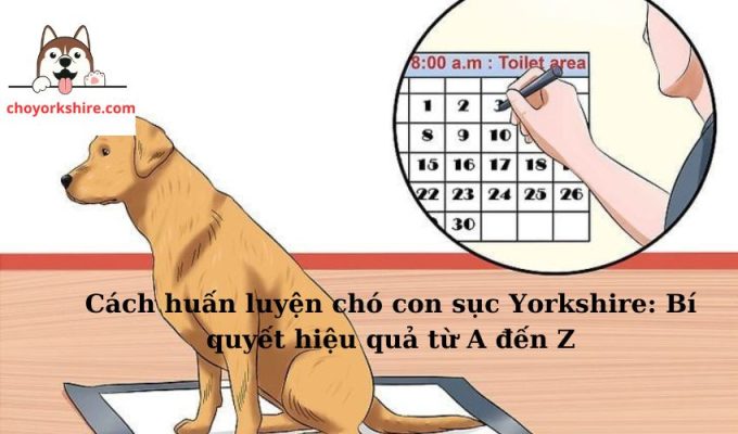 Cách huấn luyện chó con sục Yorkshire: Bí quyết hiệu quả từ A đến Z