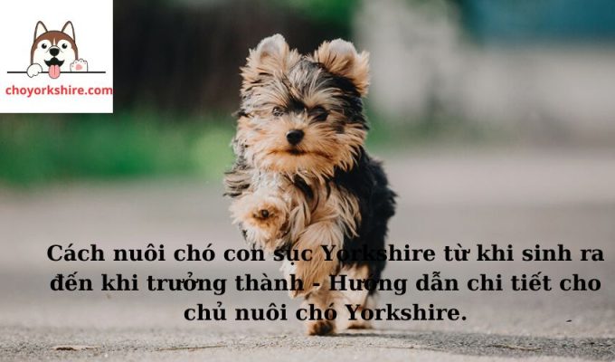 Cách nuôi chó con sục Yorkshire từ khi sinh ra đến khi trưởng thành - Hướng dẫn chi tiết cho chủ nuôi chó Yorkshire.