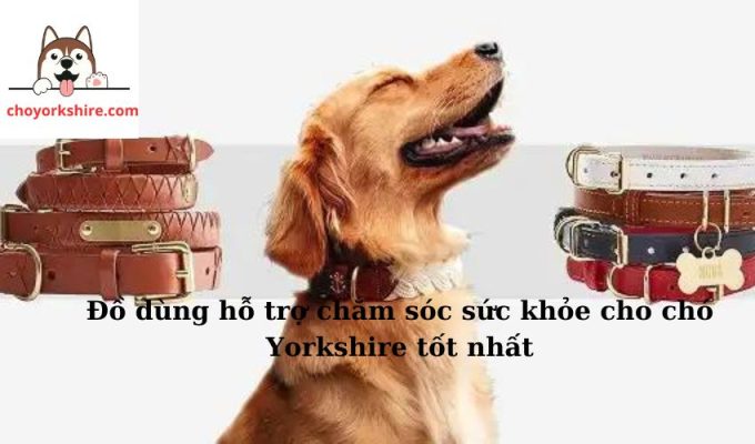 Đồ dùng hỗ trợ chăm sóc sức khỏe cho chó Yorkshire tốt nhất