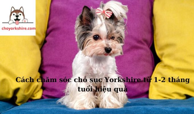 Cách chăm sóc chó sục Yorkshire từ 1-2 tháng tuổi hiệu quả