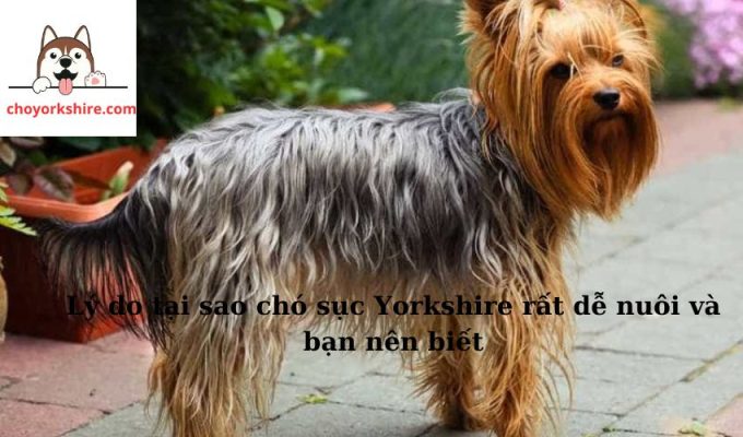 Lý do tại sao chó sục Yorkshire rất dễ nuôi và bạn nên biết