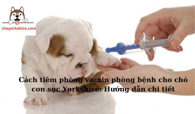 Cách tiêm phòng vacxin phòng bệnh cho chó con sục Yorkshire: Hướng dẫn chi tiết