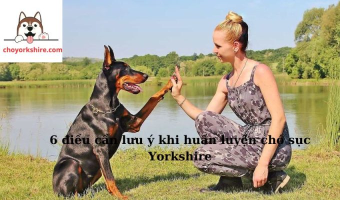 6 điều cần lưu ý khi huấn luyện chó sục Yorkshire