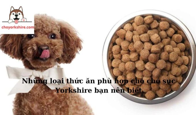 Những loại thức ăn phù hợp cho chó sục Yorkshire bạn nên biết