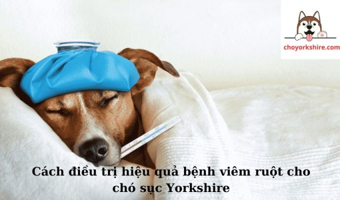 Cách điều trị hiệu quả bệnh viêm ruột cho chó sục Yorkshire