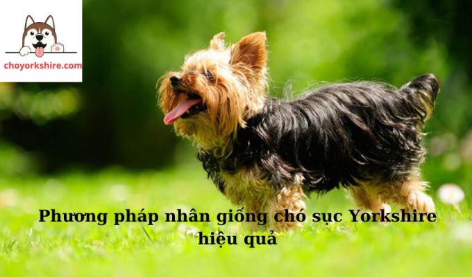 Top 5 phương pháp nhân giống chó sục Yorkshire hiệu quả