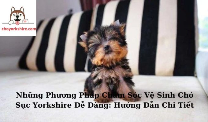 Những Phương Pháp Chăm Sóc Vệ Sinh Chó Sục Yorkshire Dễ Dàng: Hướng Dẫn Chi Tiết