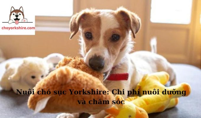 Nuôi chó sục Yorkshire: Chi phí nuôi dưỡng và chăm sóc