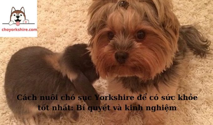 Cách nuôi chó sục Yorkshire để có sức khỏe tốt nhất: Bí quyết và kinh nghiệm