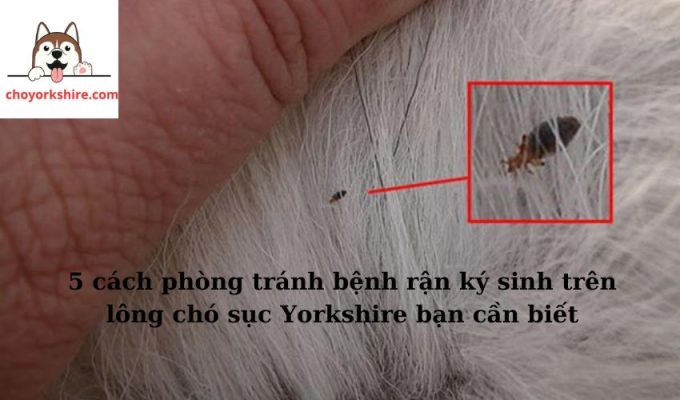 5 cách phòng tránh bệnh rận ký sinh trên lông chó sục Yorkshire bạn cần biết