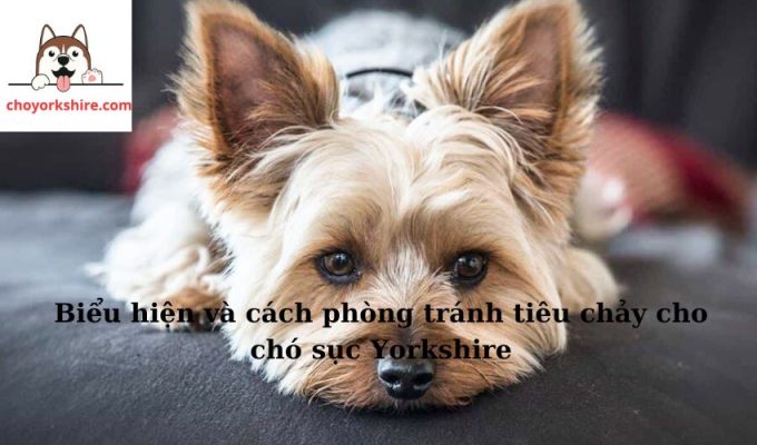 Biểu hiện và cách phòng tránh tiêu chảy cho chó sục Yorkshire