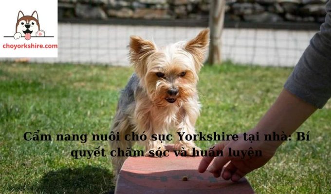 Cẩm nang nuôi chó sục Yorkshire tại nhà: Bí quyết chăm sóc và huấn luyện