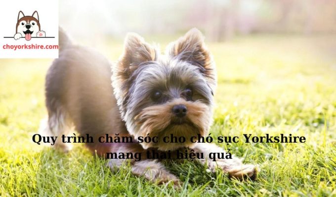 Quy trình chăm sóc cho chó sục Yorkshire mang thai hiệu quả