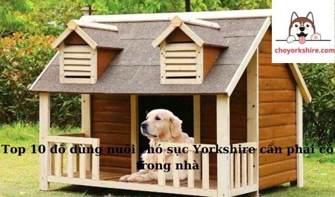 Top 10 đồ dùng nuôi chó sục Yorkshire cần phải có trong nhà