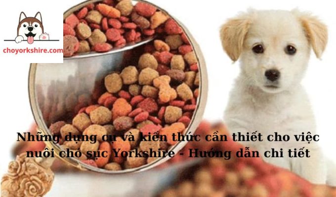 Những dụng cụ và kiến thức cần thiết cho việc nuôi chó sục Yorkshire - Hướng dẫn chi tiết