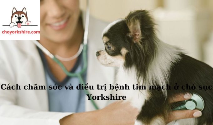 Cách chăm sóc và điều trị bệnh tim mạch ở chó sục Yorkshire