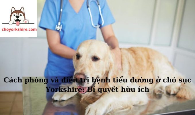 Cách phòng và điều trị bệnh tiểu đường ở chó sục Yorkshire: Bí quyết hữu ích