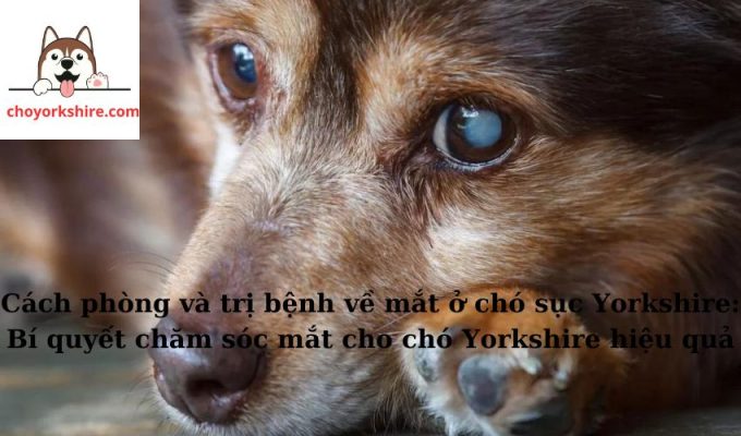 Cách phòng và trị bệnh về mắt ở chó sục Yorkshire: Bí quyết chăm sóc mắt cho chó Yorkshire hiệu quả