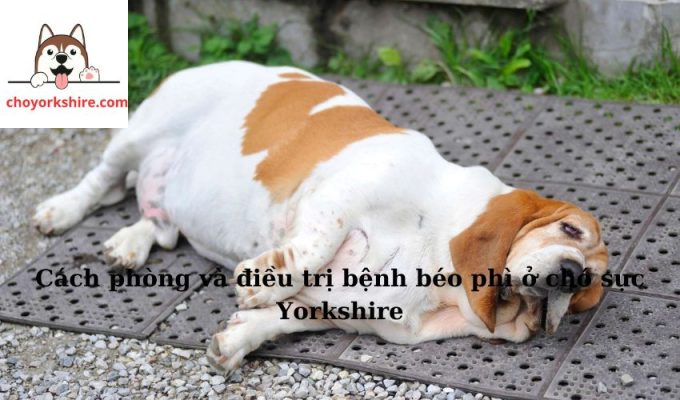 Cách phòng và điều trị bệnh béo phì ở chó sục Yorkshire