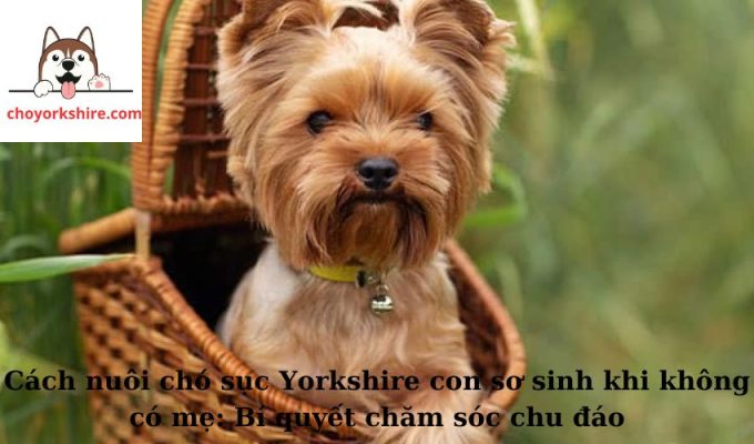 Cách nuôi chó sục Yorkshire con sơ sinh khi không có mẹ: Bí quyết chăm sóc chu đáo