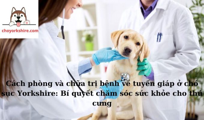 Cách phòng và chữa trị bệnh về tuyến giáp ở chó sục Yorkshire: Bí quyết chăm sóc sức khỏe cho thú cưng