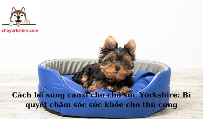 Cách bổ sung canxi cho chó sục Yorkshire: Bí quyết chăm sóc sức khỏe cho thú cưng