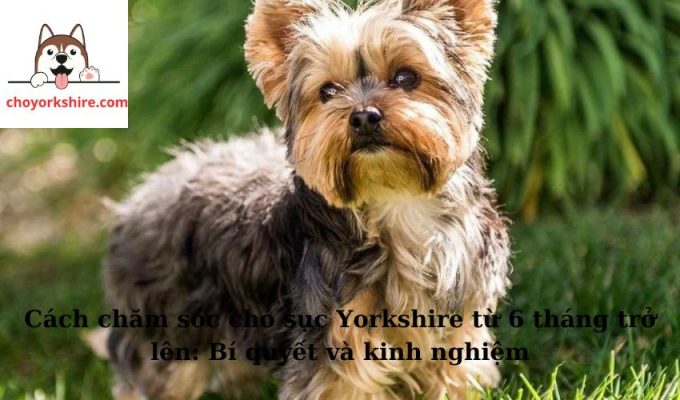 Cách chăm sóc chó sục Yorkshire từ 6 tháng trở lên: Bí quyết và kinh nghiệm