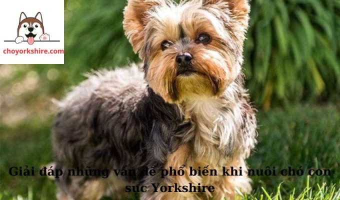 Giải đáp những vấn đề phổ biến khi nuôi chó con sục Yorkshire