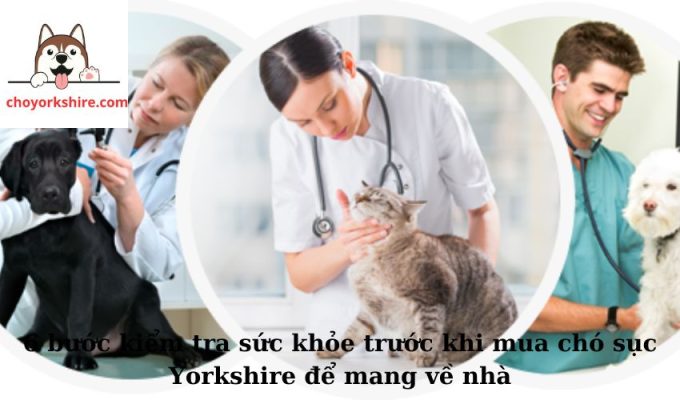 6 bước kiểm tra sức khỏe trước khi mua chó sục Yorkshire để mang về nhà