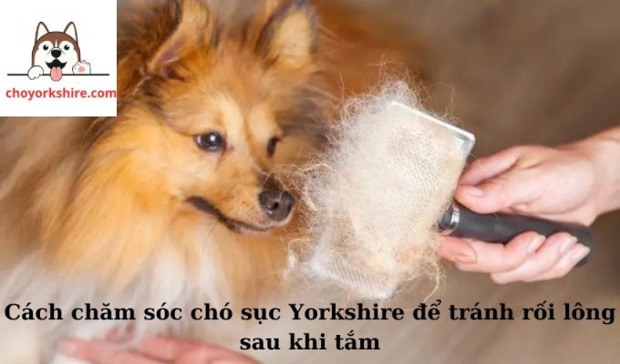 Cách chăm sóc chó sục Yorkshire để tránh rối lông sau khi tắm