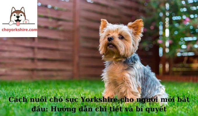 Cách nuôi chó sục Yorkshire cho người mới bắt đầu: Hướng dẫn chi tiết và bí quyết