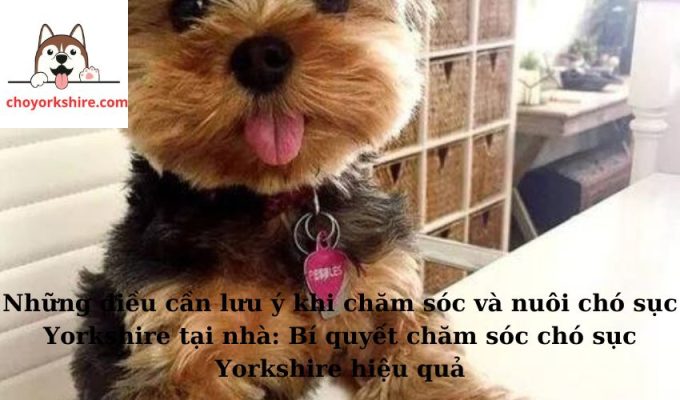 Những điều cần lưu ý khi chăm sóc và nuôi chó sục Yorkshire tại nhà: Bí quyết chăm sóc chó sục Yorkshire hiệu quả